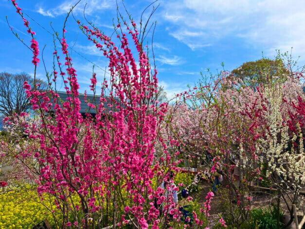 釈迦堂遺跡博物館の桃源郷🍑