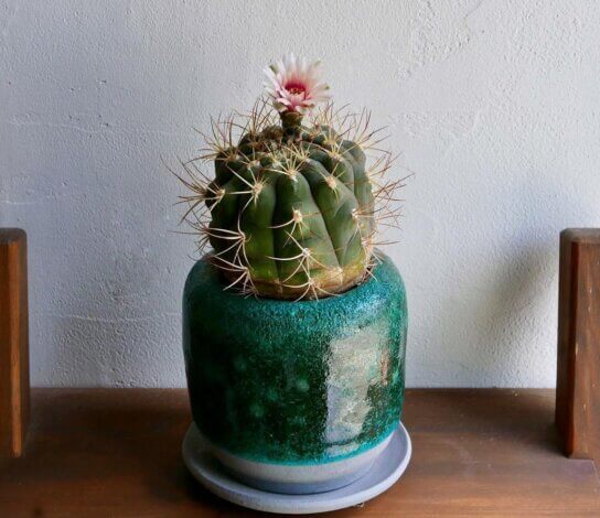 多肉植物観葉植物販売　6/2マルシェ開催