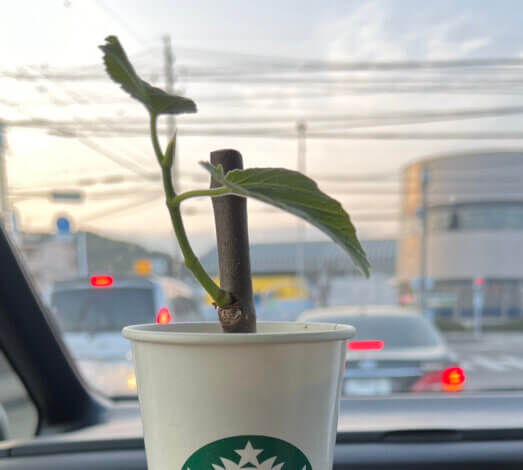 はじめての果樹栽培。