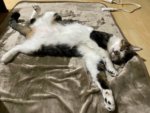 【樹木のヒトリゴト】ホットシートの番人