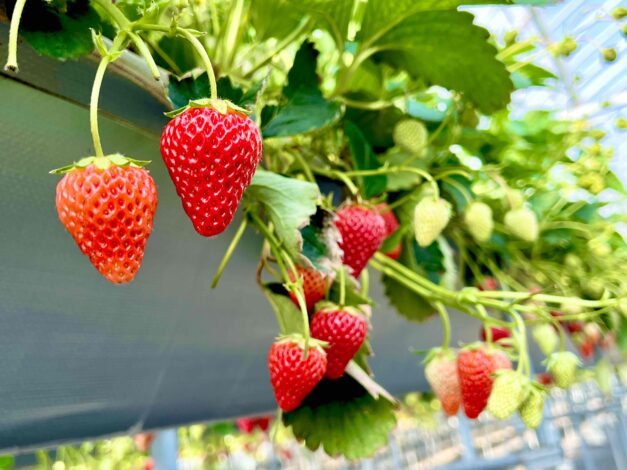 やっぱりもぎたてが美味しいです(^^♪