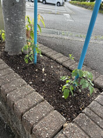 会社の花壇にミニトマトを植えました☺