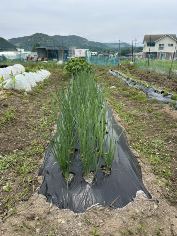 家庭菜園より大きい畑で野菜栽培開始～ネギ・枝豆　パート2