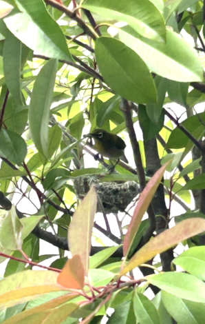 小さな隣人(鳥)さん！？