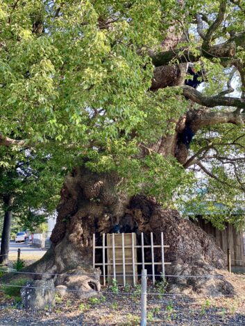 樹齢500年の大クス【藤枝支店ブログ】