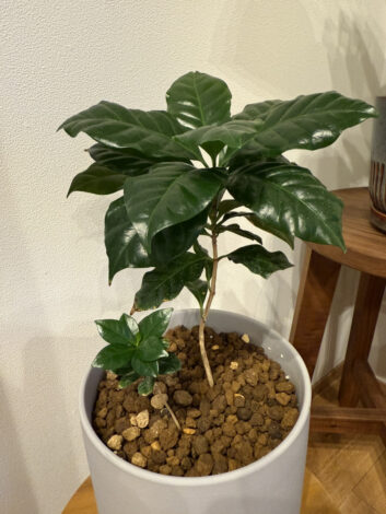 観葉植物のある暮らし【沼津支店】