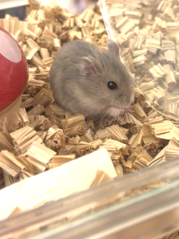 設計パパママ娘と『ハムスター』