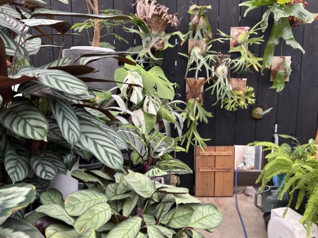 日々のこと　休日、庭木屋さんへ【山本ブログ】