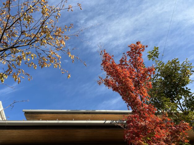 日々のこと　おだやかな秋　秋色に染まりました【山本ブログ】