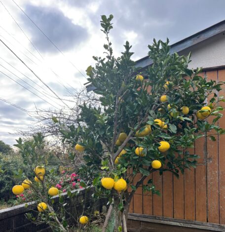 【樹木のヒトリゴト】文旦の季節