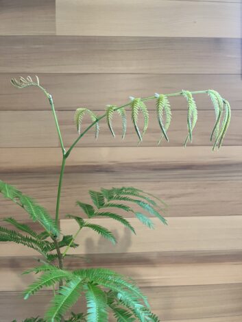 寒い冬でも『暖かい家』で、すくすく伸びるグリーン