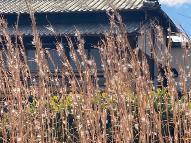 【樹木のヒトリゴト】冬の景色