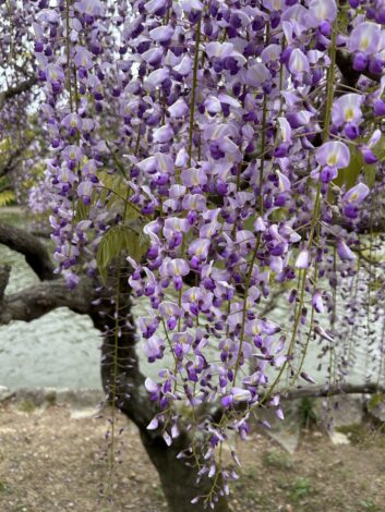 日々のこと　藤の花や季節の花が香る季節【山本ブログ】